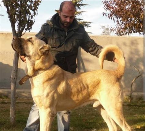 boz dog|turkish boz vs anatolian shepherd.